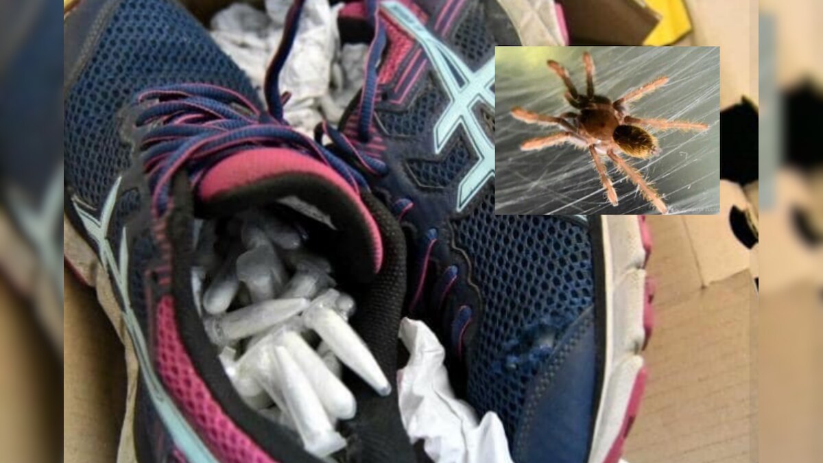 119 Live Tarantulas Concealed in Shoes Intercepted by Customs at Philippines Airport