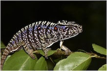 Mysterious Chameleon Species Last Spotted in Madagascar 100 Years Ago Found Again