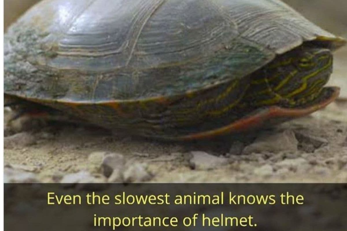 Pune Police Sensitise Netizens on Importance of Helmets through Viral Turtle Post