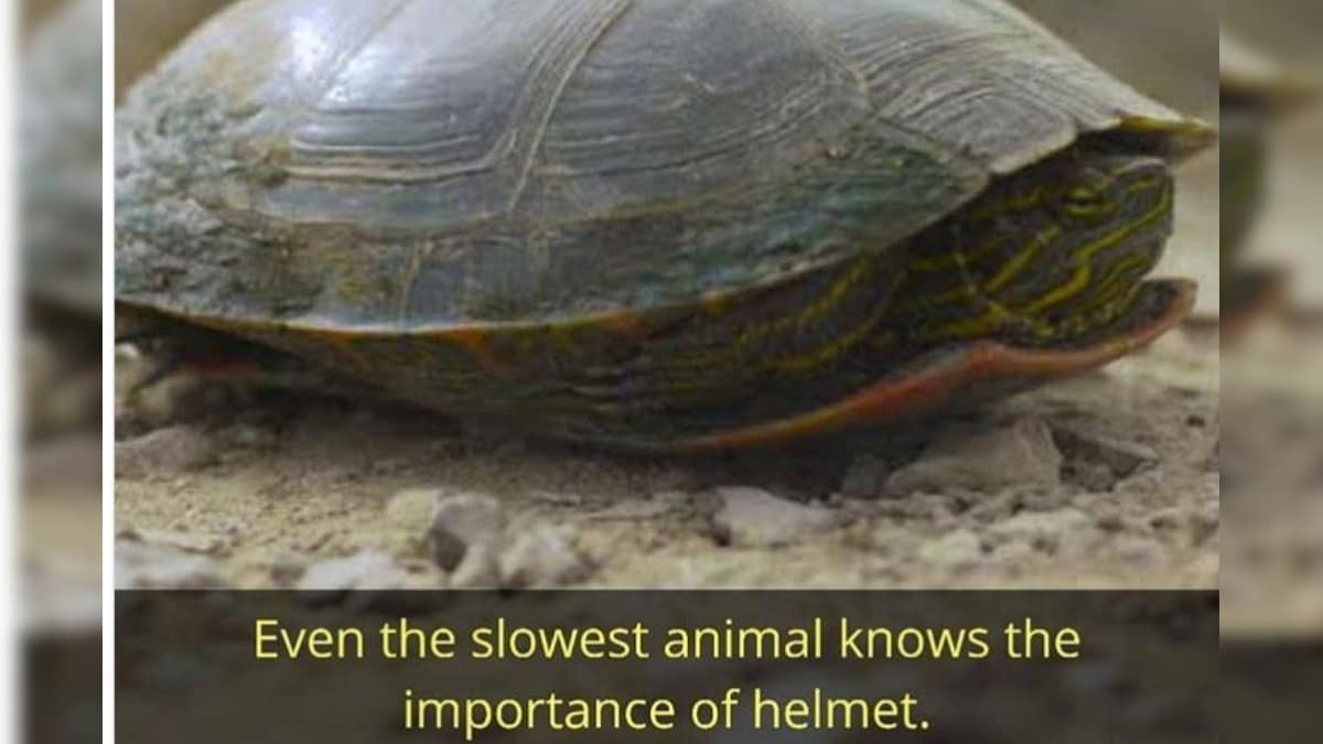 Pune Police Sensitise Netizens on Importance of Helmets through Viral Turtle Post