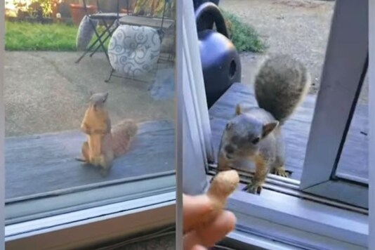 Video grab of the squirrel waiting for the peanut.
(Credit: YouTube/ Global Trends)