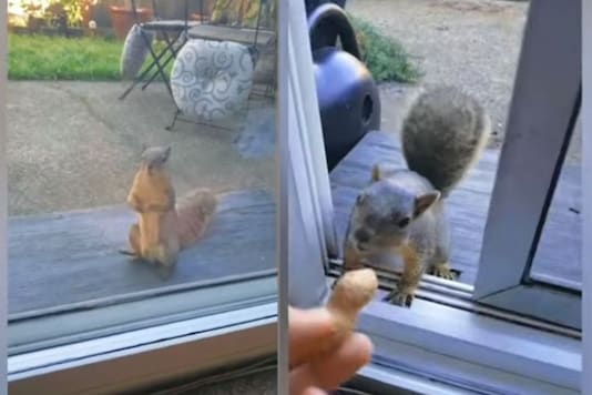 Video grab of the squirrel waiting for the peanut.
(Credit: YouTube/ Global Trends) Video grab of the squirrel waiting for the peanut.
(Credit: YouTube/ Global Trends)