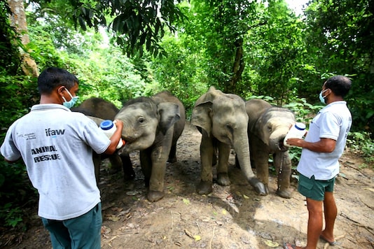 Pandemic Uncertainty over India's Only Wildlife Rehabilitation and