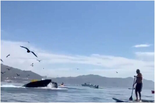 A humpback whale nearly swallowed two US kayakers on California beach in US | Image credit: Twitter