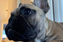 As US Awaits its Next President, Kentucky Town Elects the Cutest Mayor Ever, a Dog