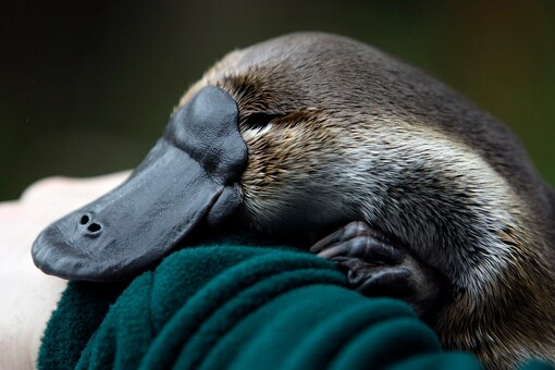 New Research Finds Platypus Glows Green Under UV Light, Possibly to ...