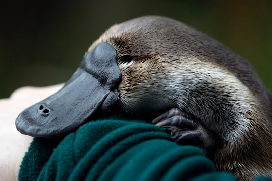 New Research Finds Platypus Glows Green Under UV Light, Possibly to ...