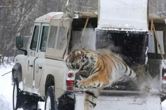 Siberian tiger. Siberian tiger.