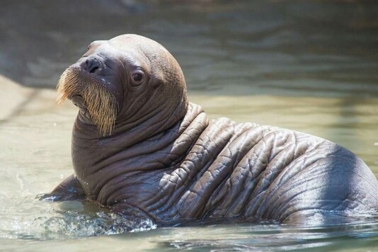 Russian Scientists Discover Huge Walrus Haulout under Threat from ...