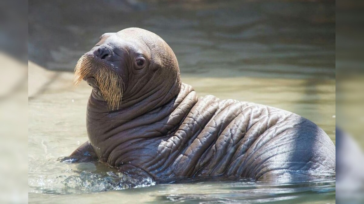 Russian Scientists Discover Huge Walrus Haulout under Threat from Shrinking Ice in Artic Circle