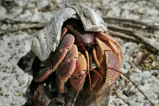 The population of hermit crabs has exploded on some islands in the Mu Koh Lanta National Park -- AFP.
