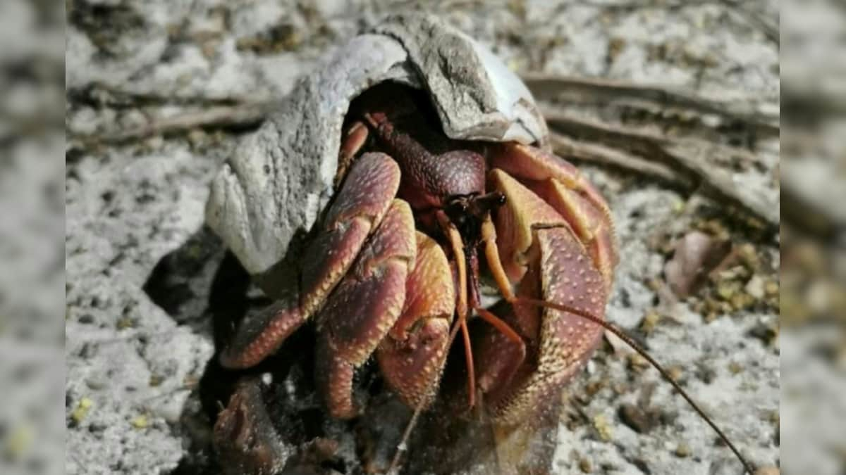 Thailand Calls for Shell Donations as Hermit Crabs Face Housing Crisis