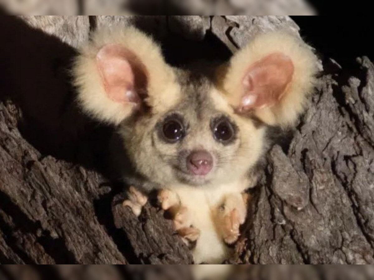 Two New Flying Marsupial Species Discovered in Australia and Its  'Biodiversity Got a Lot Richer'