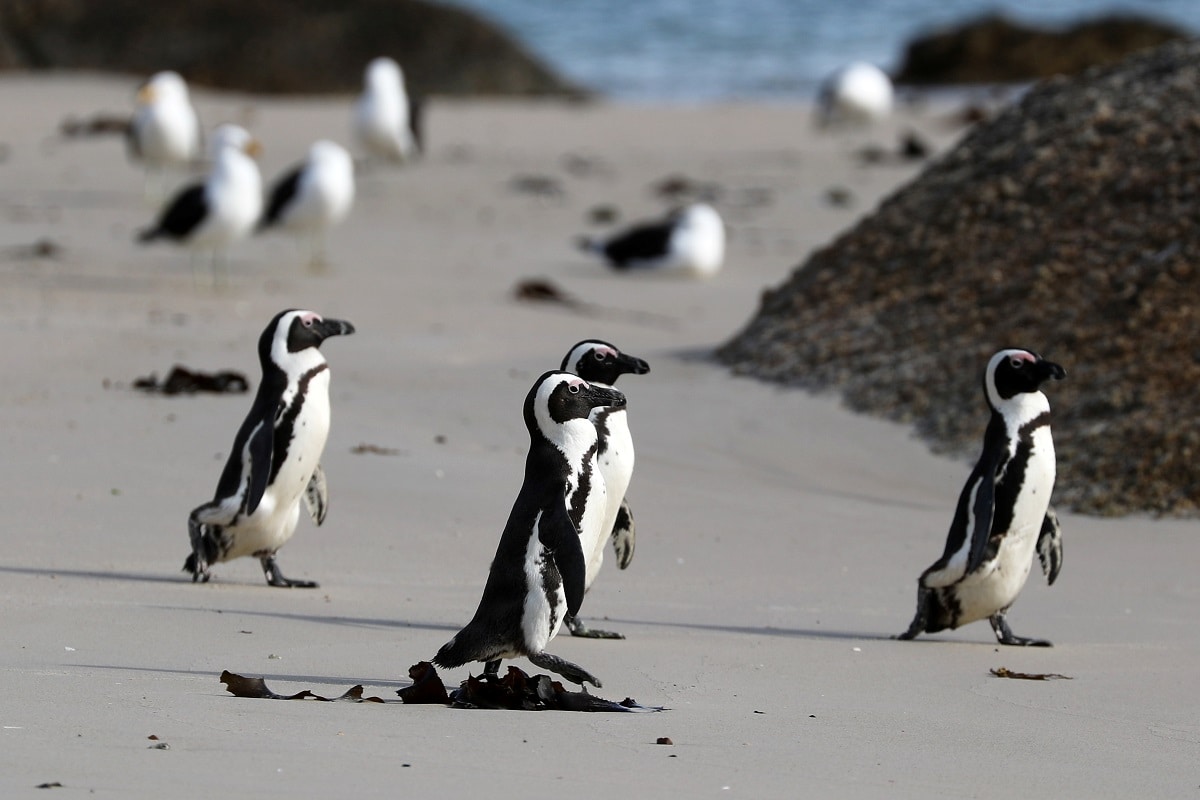 As African Penguin Population Dwindles, Researchers Plan New Breeding