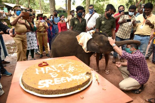 Sreekutty enjoying its birthday cake.