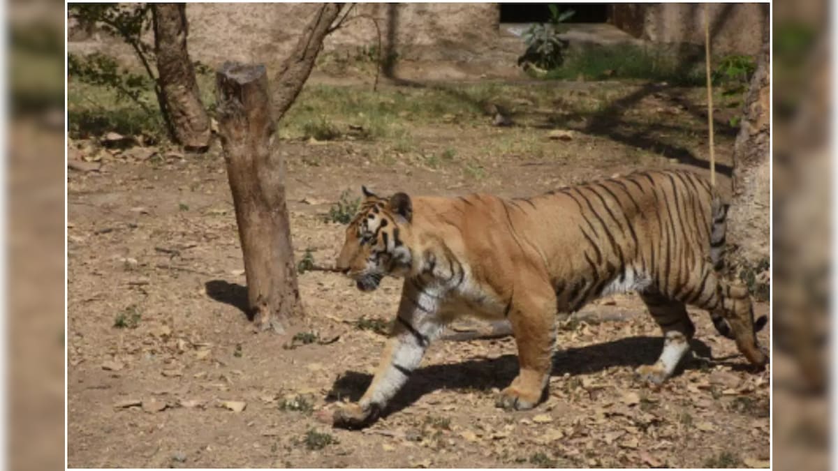 Elephants Deployed, Trenches Dug around Tiger Reserve after Big Cat Kills 3 in UP