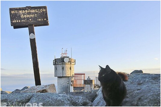 Marty the Maine coon cat was on mountain patrol for 12 years | Image credit: AP