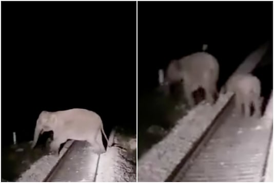 The elephants were found crossing railway tracks at Sivok-Gulma section in West Bengal | Image credit: Twitter The elephants were found crossing railway tracks at Sivok-Gulma section in West Bengal | Image credit: Twitter