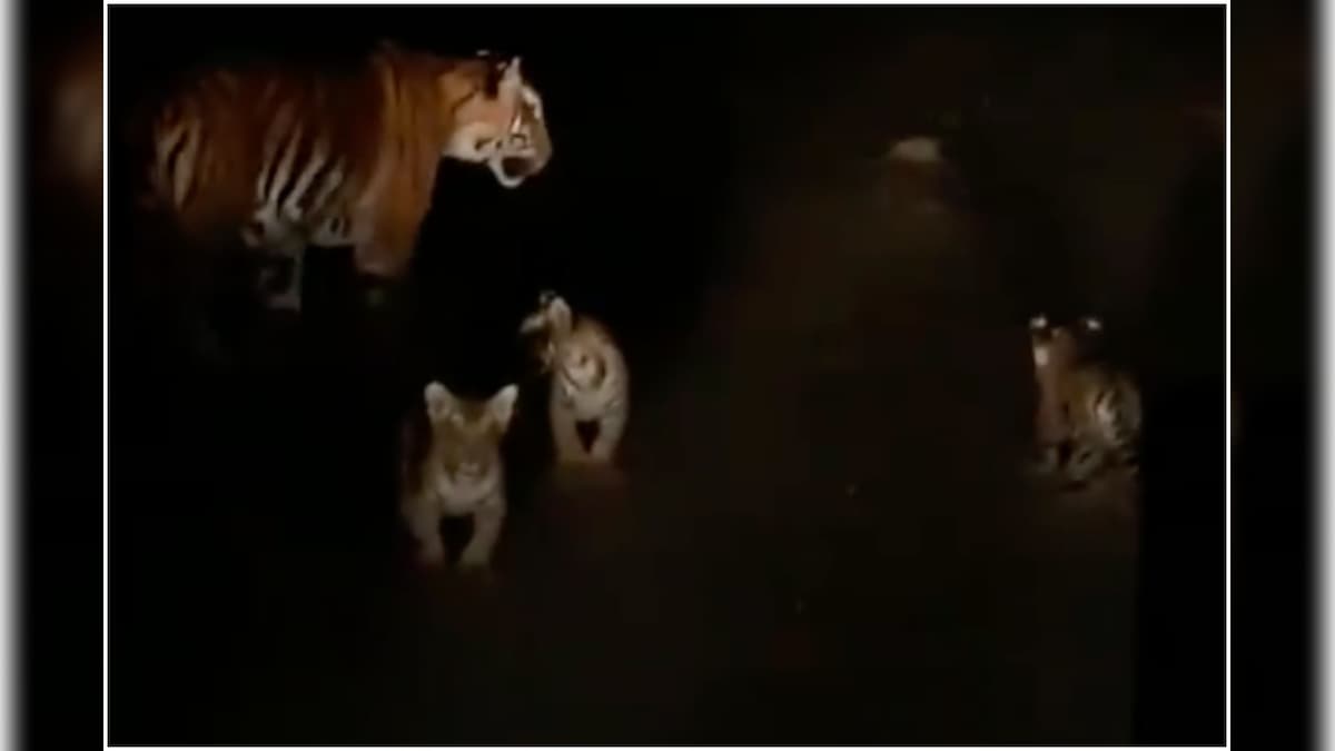 Viral Video of Tigress Chilling with Cubs at Night in UP's Dudhwa Tiger Reserve Stuns Internet