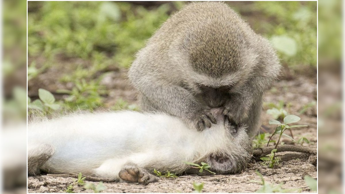 Photo of Monkey Giving 'Mouth-to-Mouth' to Revive Another Went Viral. Here''s What Really Happened