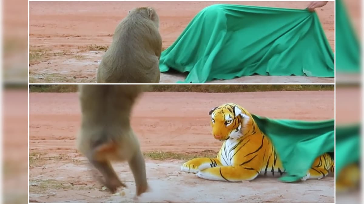 YouTuber Pranks Monkeys Using a Stuffed Tiger Toy, Their Reactions are Hilarious