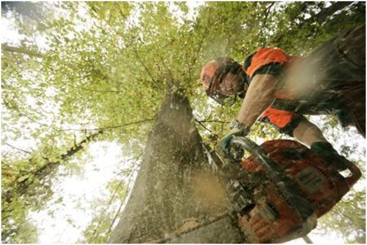 A rare pine tree has been stolen in Wisconsin, leaving cops  'stumped' | Image for representation | Credit: Reuters