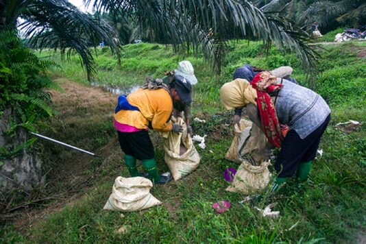 Women fill sacks with fertilizer to be spread in a palm oil plantation. (AP Photo)