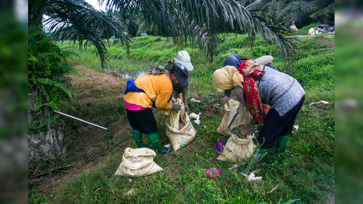 Sri Lanka Bans Palm Oil Imports with Immediate Effect, Asks Plantations to Uproot Trees