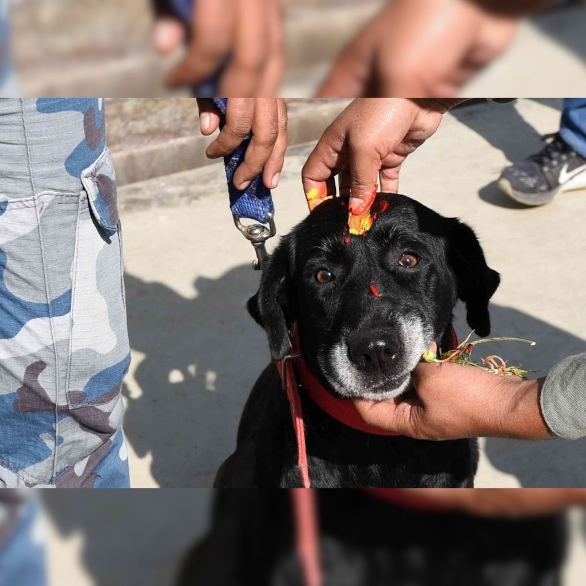Petition Demands Stricter Penalty and Effective Amendment of Animals  Cruelty Act