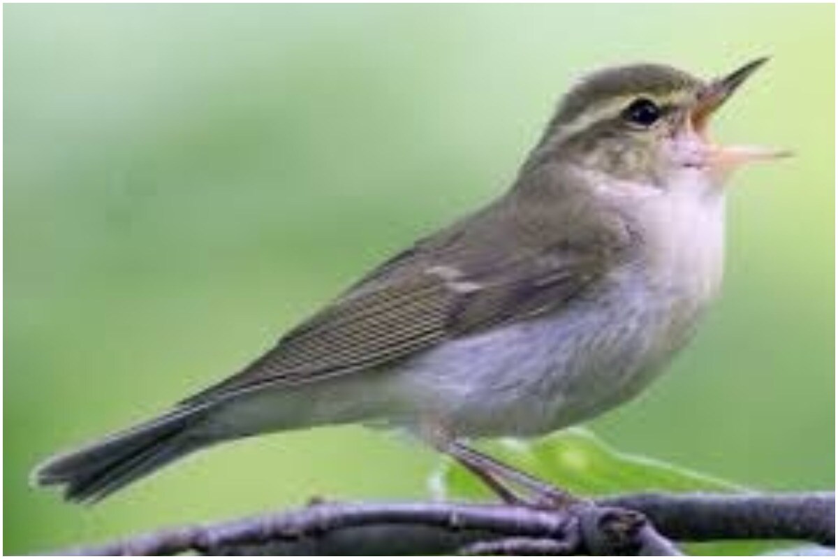 UP Architect Spots Rare Greenish Warbler Bird in Gorakhpur