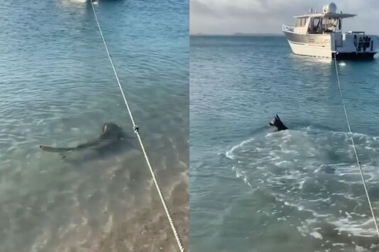 Video grab of dog chasing away shark in Australia. 
(Credit: Instagram/ @neptonics_worldwide)

