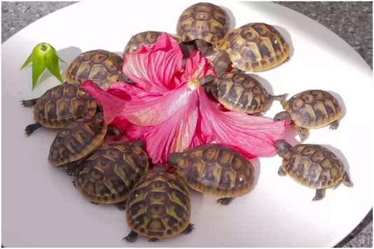 A bunch of baby tortoises were seen munching on a pink hibiscus | Image credit: Twitter A bunch of baby tortoises were seen munching on a pink hibiscus | Image credit: Twitter