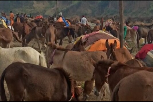The annual donkey fair organised at Satna in Madhya Pradesh. (News18)