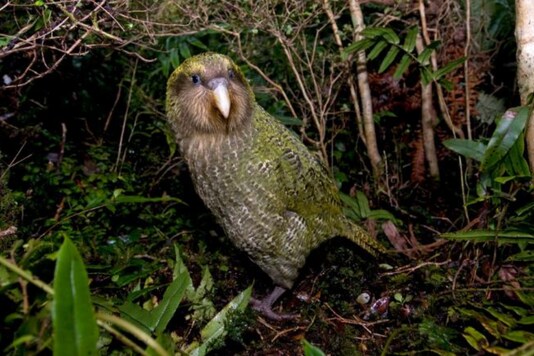 File image of Kakapo (CNN)