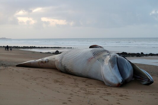 A dead fin whale which was found stranded on a beach last Saturday in Saint-Hilaire-de-Riez, France. (REUTERS/Stephane Mahe)
