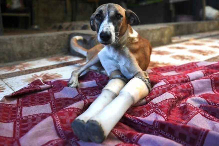 In Photos Indian Dog Who Lost Forelegs in Faridabad Train Accident