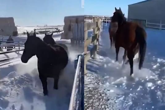 The horses raced through the snow and it was an amazing sight to watch. (Credit: twitter) The horses raced through the snow and it was an amazing sight to watch. (Credit: twitter)