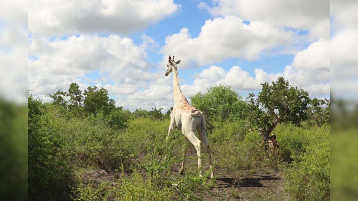 World's Only Known White Giraffe in Kenya Fitted with Tracking Device to Save it from Poaching