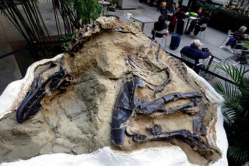 FILE - In this Nov. 14, 2013, file photo, one of two "dueling dinosaurs" fossils is displayed in New York. In an ongoing court case over the ownership of the fossils and others worth millions of dollars, the 9th U.S. Circuit Court of Appeals ruled on June 17, 2020, that fossils unearthed on an eastern Montana ranch belong to the owners of the surface estate. (AP Photo/Seth Weinig, File)