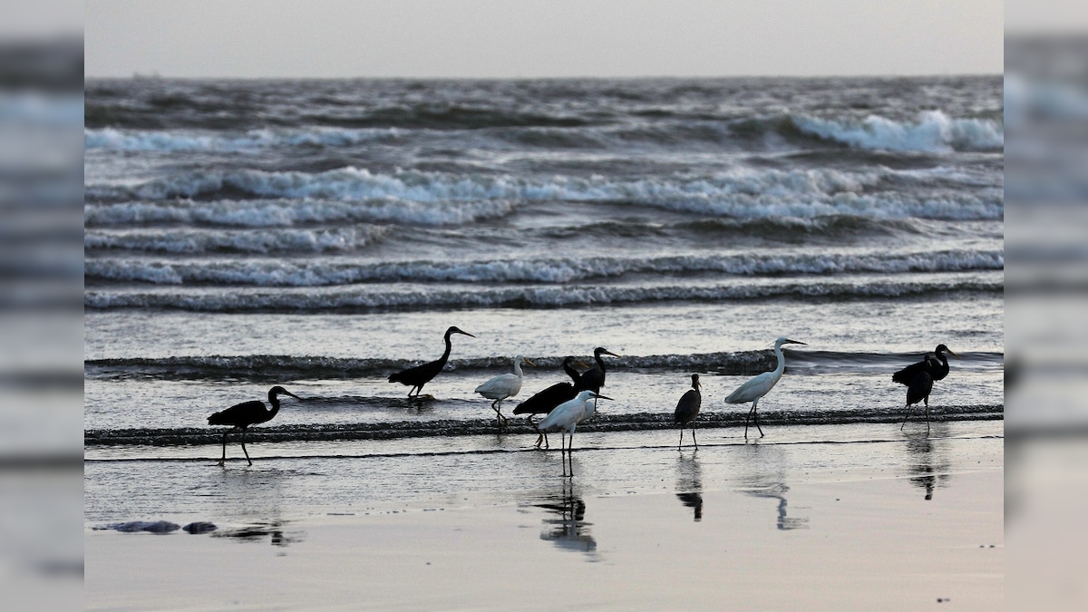 Migratory Species That Travel Long Distances to Seek Food, Nesting Spots Die Young, Finds Study