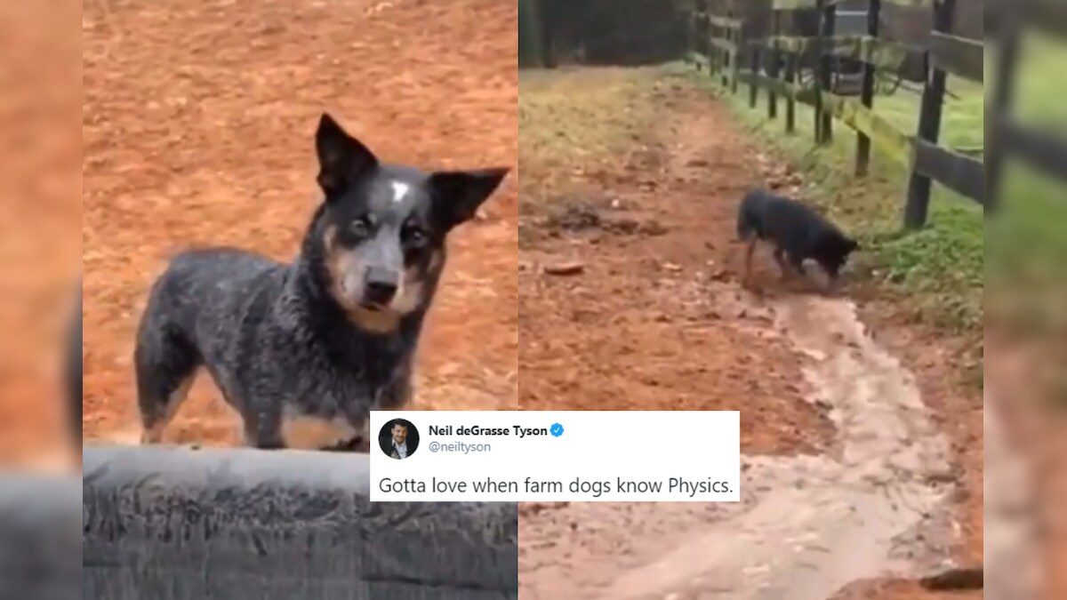 Neil deGrasse Tyson is in Love With This 'Physics Dog' and So is the Rest of the Internet