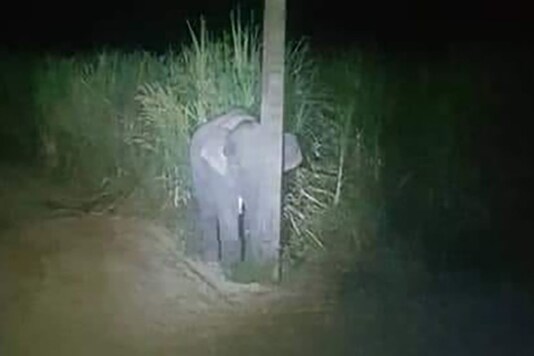 Adorable Baby Elephant Hides Behind Light Pole After Getting Caught Eating Sugarcane