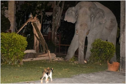 A three-year-old pet cat chased away a fully grown elephant after it foraged into the feline's garden in Thailand | Image credit: YouTube