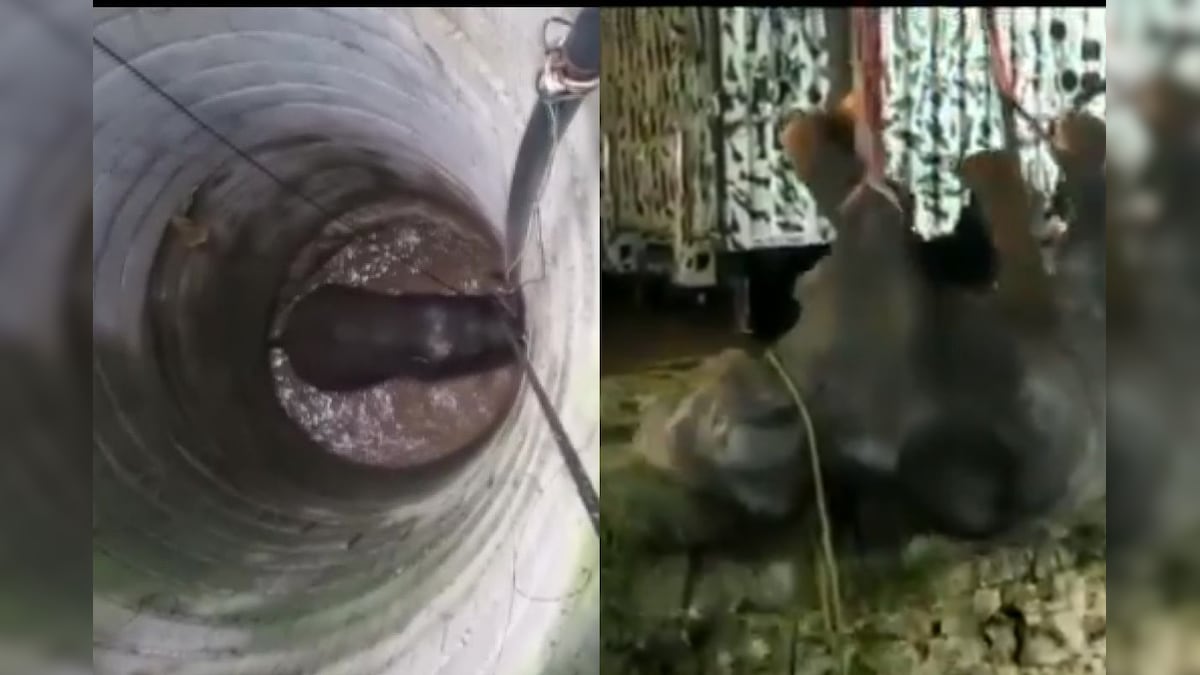 Watch: Cow Elephant That Fell into Open Farm Well in TN Village Rescued After 14-hour Long Effort