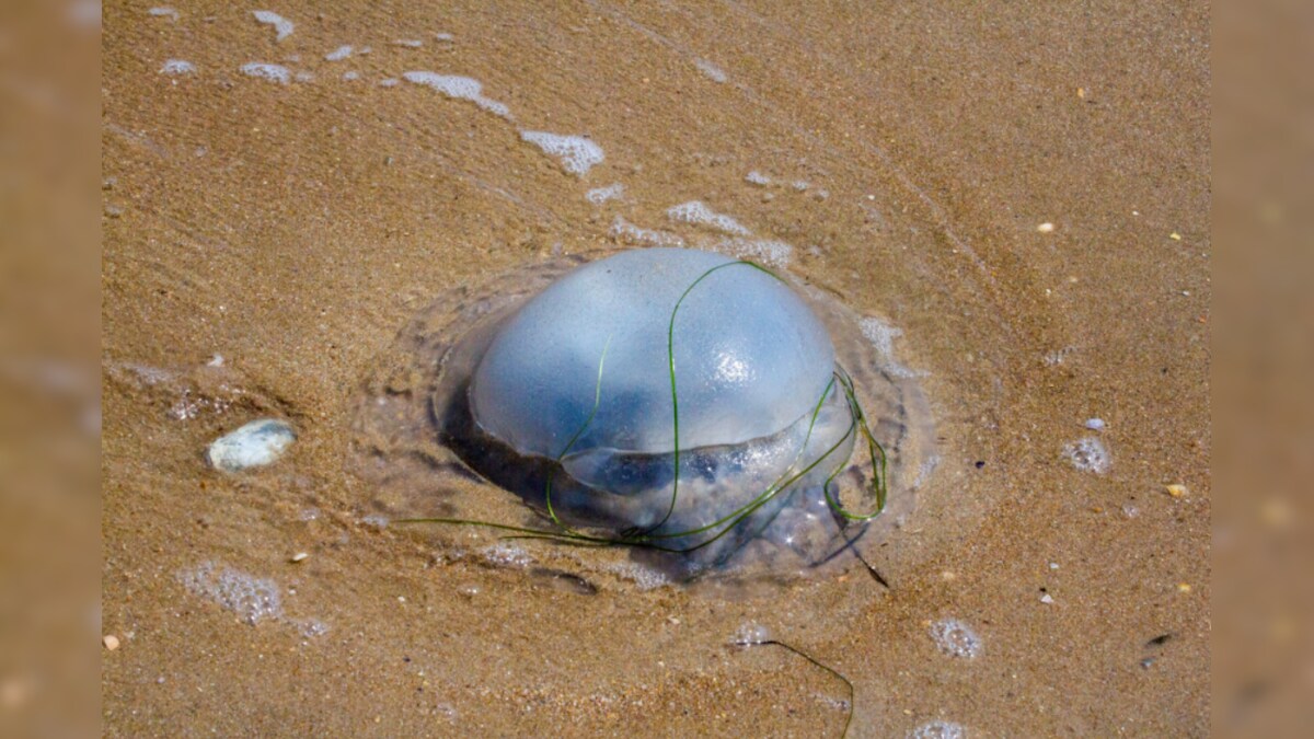 Jellyfish Swarms Invade Goa Beaches and Sting Over 90 Bathers in 2 Days