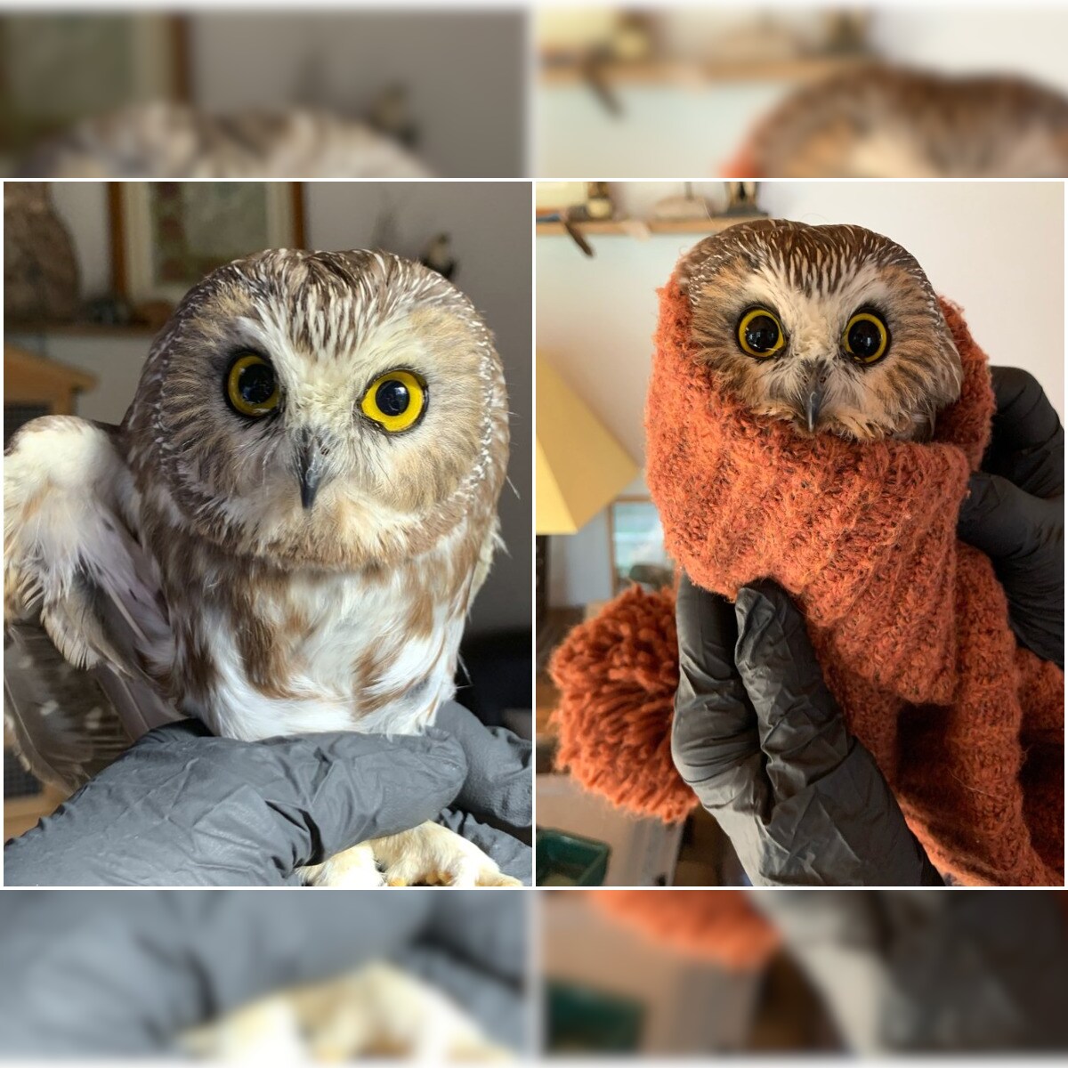 Tiny Owl Turns Overnight Celebrity After Being Rescued From Rockefeller Centre Christmas Tree In Us