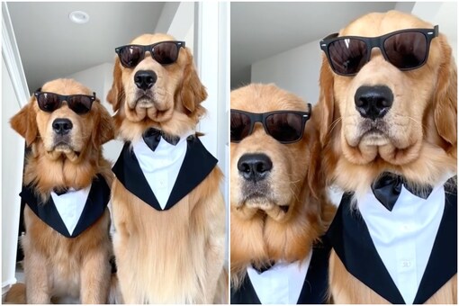 Insta Celeb Dog Tucker Suits Up For Photoshoot With Brother Fans Are Calling It Men In Bork