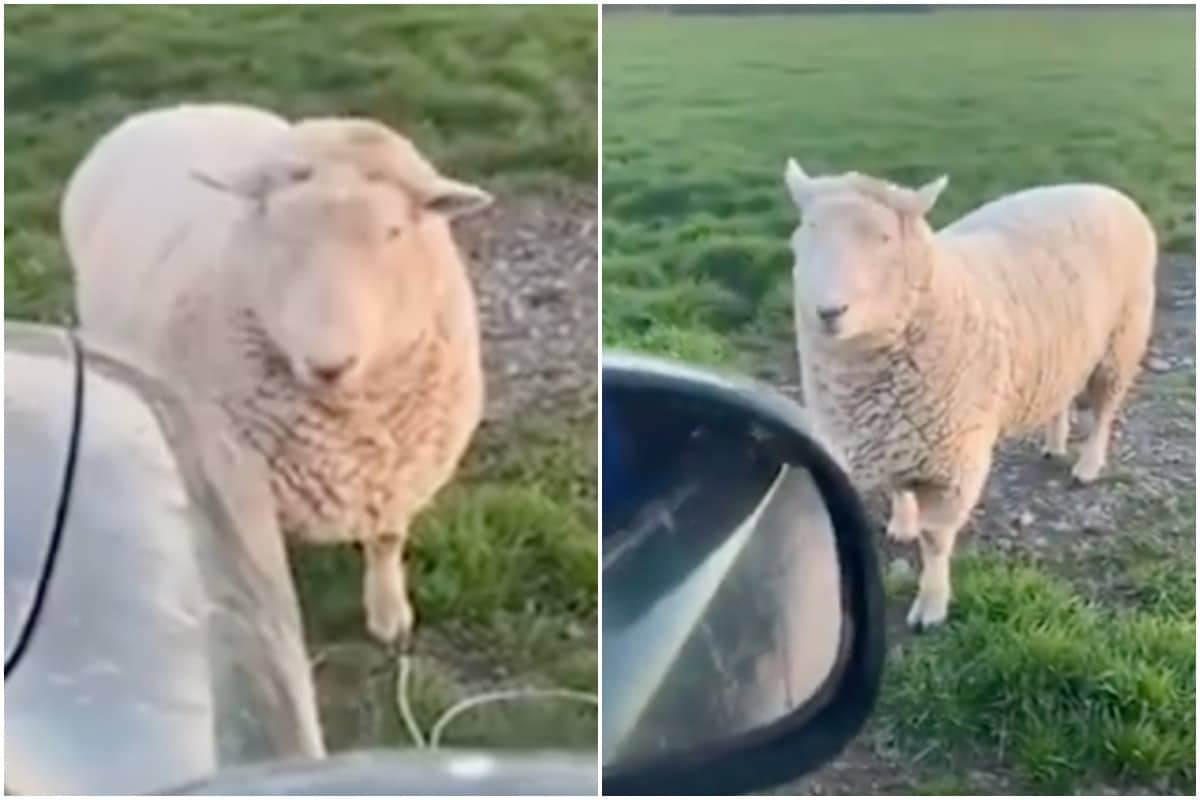 New Zealand Farmer Forced to 'Back' off after Angry Ram Headbutts His Car in Viral Video
