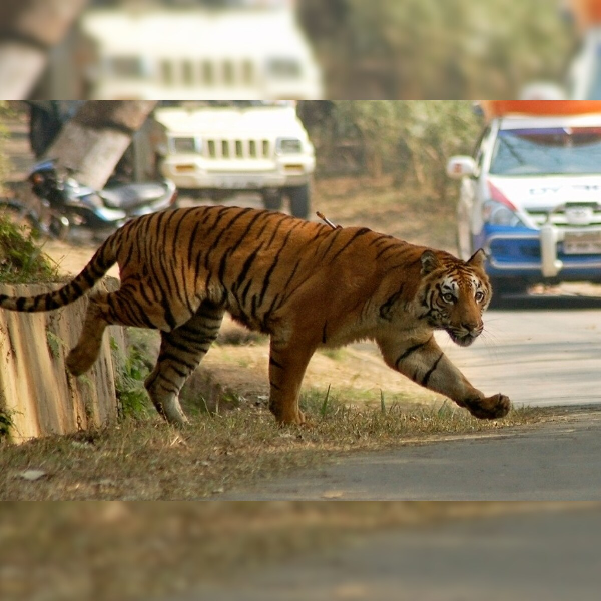 Gurugram Forest Department to Install Fences, Signages on Highway to Save Animals from Accidents Gurugram Forest Department to Install Fences, Signages on Highway to Save Animals from Accidents