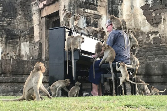 British musician Paul Barton plays the piano for monkeys that occupy abandoned historical areas in Lopburi, Thailand. (Photo: REUTERS/Prapan Chankaew)